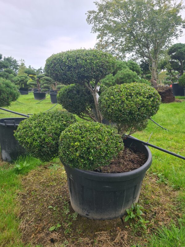 Ilex crenata Compact Specimen Bonsai