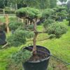 Juniper Grey Owl Specimen Bonsai - Juniper Grey Owl Specimen Bonsai 1