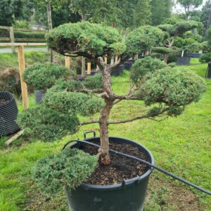 Juniper Grey Owl Specimen Bonsai