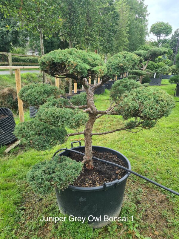 Juniper Grey Owl Specimen Bonsai
