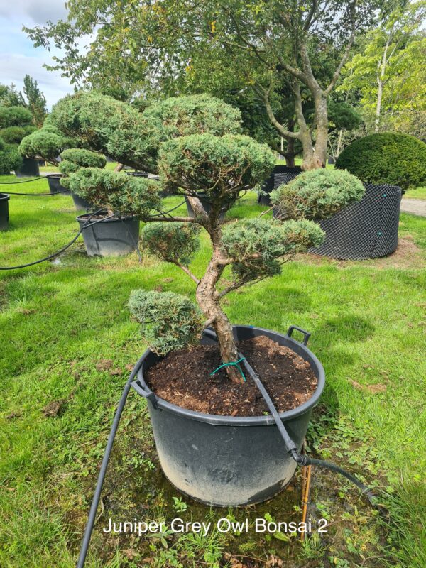 Juniper Grey Owl Specimen Bonsai - Image 2