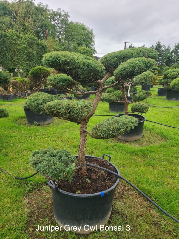 Juniper Grey Owl Specimen Bonsai - Image 3