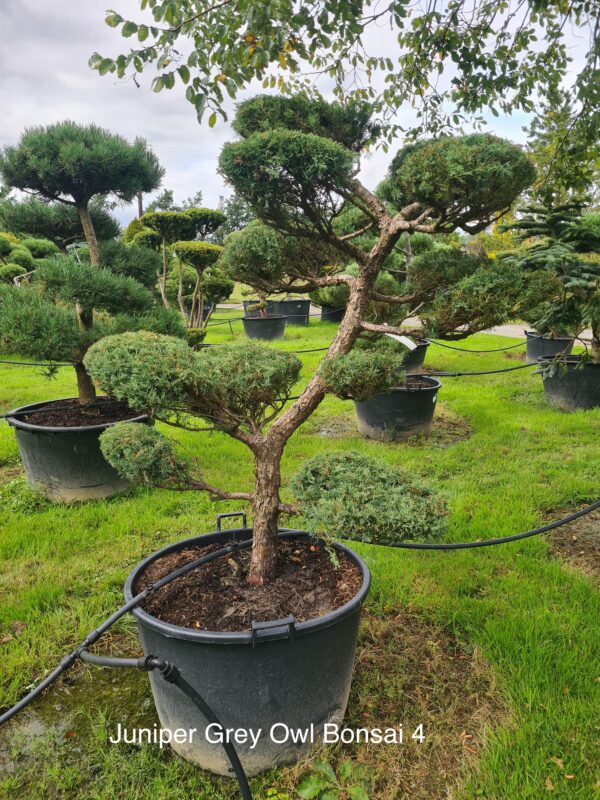 Juniper Grey Owl Specimen Bonsai - Image 4