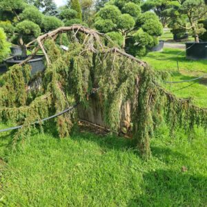 Juniper comm. 'Horstmann' Bonsai