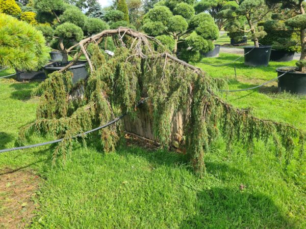 Juniper comm. 'Horstmann' Bonsai
