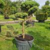 Juniper x media Mint Julep Specimen Bonsai - Image 2
