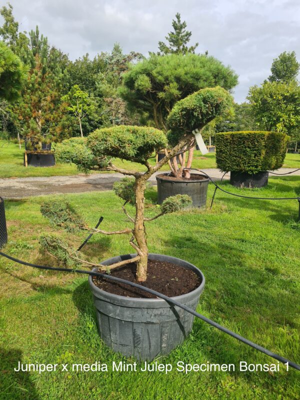 Juniper x media Mint Julep Specimen Bonsai - Image 2