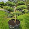 Juniper x media Mint Julep Specimen Bonsai - Juniper x media Mint Julep Specimen Bonsai 1