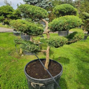 Juniper x media Mint Julep Specimen Bonsai