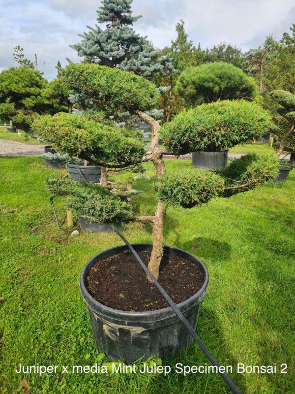 Juniper x media Mint Julep Specimen Bonsai