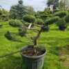 Juniper x media Mint Julep Specimen Bonsai - Image 3