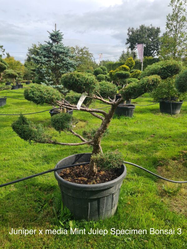 Juniper x media Mint Julep Specimen Bonsai - Image 3