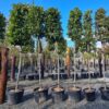 Laurus nobilis Standard Tree - 70L 14-16cm girth, 1.9m stem with cone head