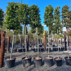 Laurus nobilis Standard Tree