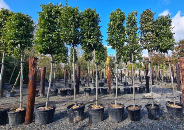 Laurus nobilis Standard Tree