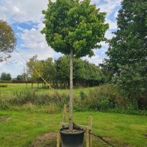 Liquidambar styraciflua 'Gumball' Standard Specimen