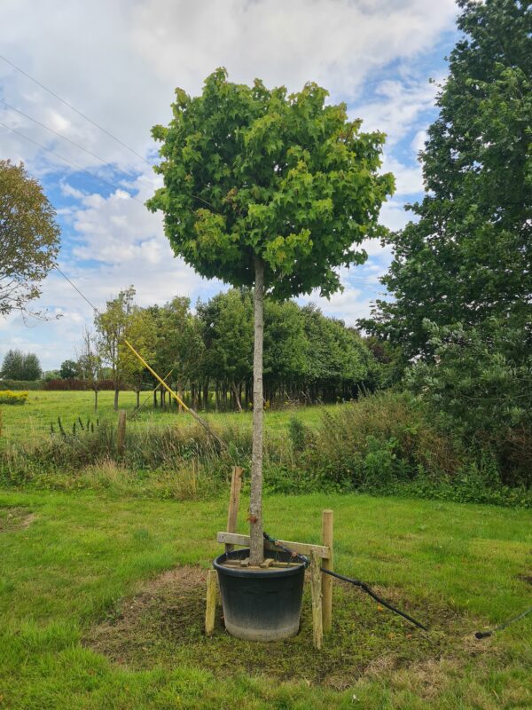Liquidambar styraciflua 'Gumball' Standard Specimen