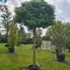 Liquidambar styraciflua 'Gumball' Standard Specimen - Image 2