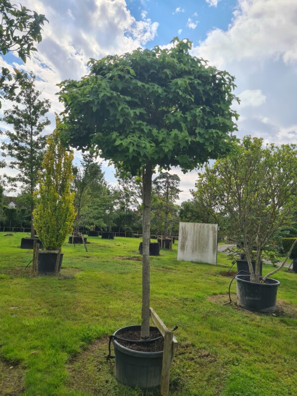 Liquidambar styraciflua 'Gumball' Standard Specimen - Image 2