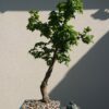 Acer campestre in a Blue Pot - Miniature Bonsai Collection - Acer campestre in a Blue Pot