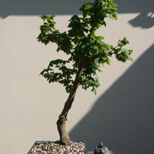 Acer campestre in a Blue Pot - Miniature Bonsai Collection