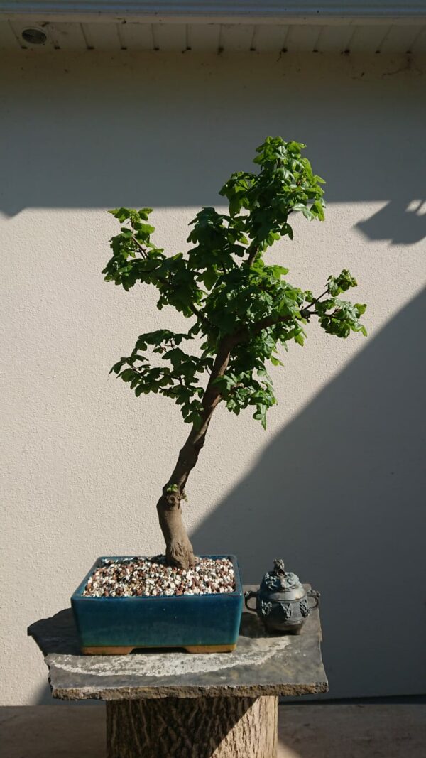 Acer campestre in a Blue Pot - Miniature Bonsai Collection