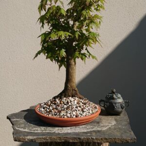 Acer palmatum in a Brown Pot - Miniature Bonsai Collection