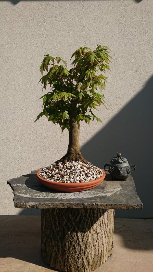Acer palmatum in a Brown Pot - Miniature Bonsai Collection