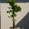 Carpinus betulus in a Blue Pot - Miniature Bonsai Collection - Carpinus betulus in a Blue Pot
