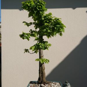 Carpinus betulus in a Blue Pot - Miniature Bonsai Collection