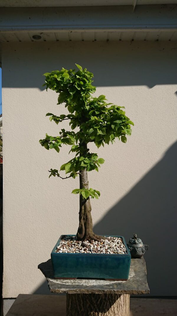 Carpinus betulus in a Blue Pot - Miniature Bonsai Collection
