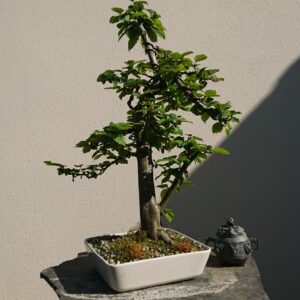 Carpinus betulus in a White Pot - Miniature Bonsai Collection