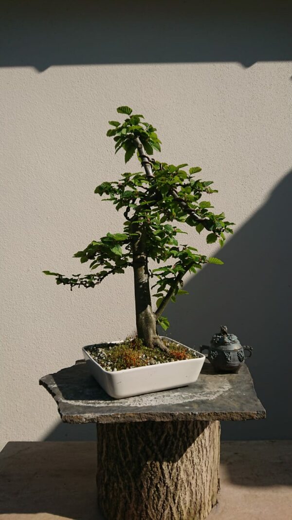 Carpinus betulus in a White Pot - Miniature Bonsai Collection