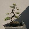Juniper Moyogi Style in a Black Pot - Miniature Bonsai Collection - Juniper Moyogi Style