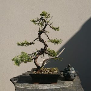 Juniper Moyogi Style in a Black Pot - Miniature Bonsai Collection