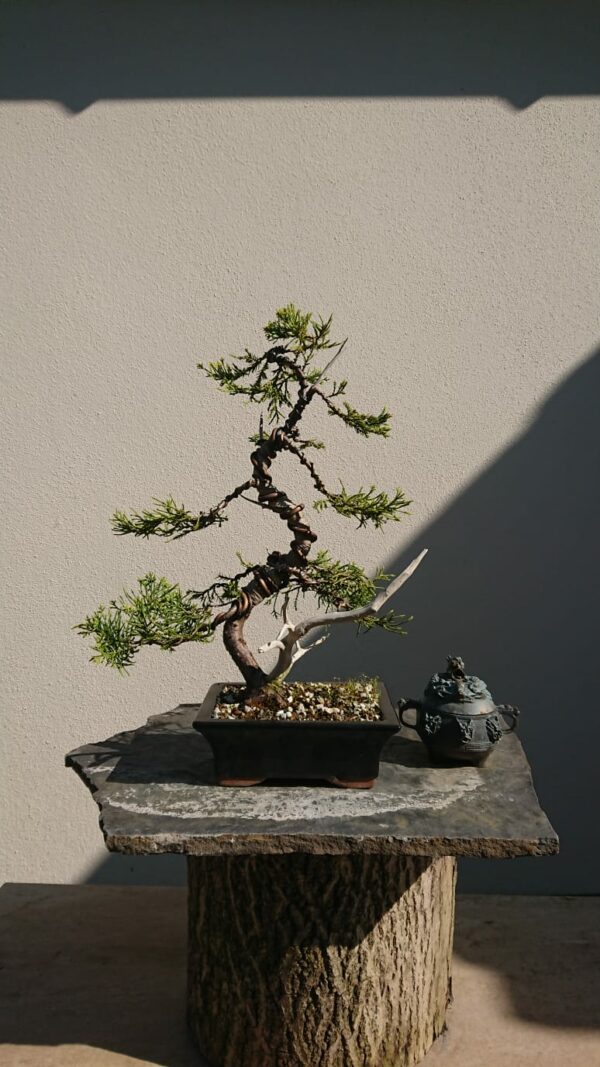 Juniper Moyogi Style in a Black Pot - Miniature Bonsai Collection