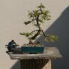 Juniper communis in a Blue Pot - Miniature Bonsai Collection - Juniperus communis in a Blue Pot