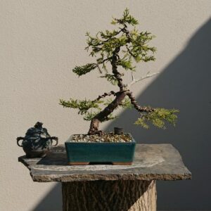 Juniper communis in a Blue Pot - Miniature Bonsai Collection