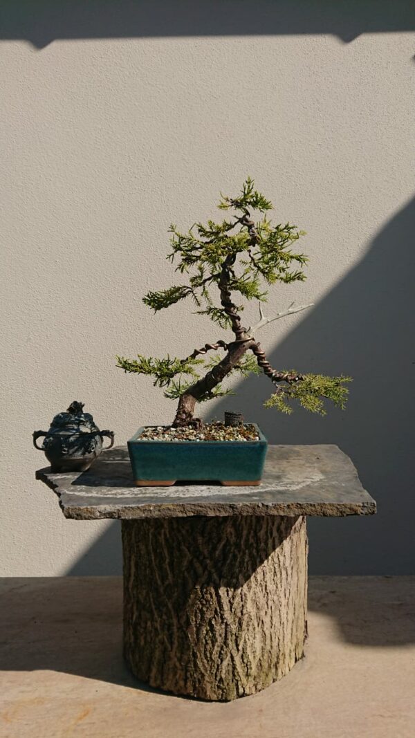 Juniper communis in a Blue Pot - Miniature Bonsai Collection
