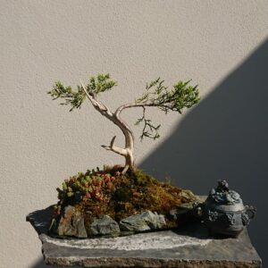 Juniper with Dead Wood on a Stone - Miniature Bonsai Collection