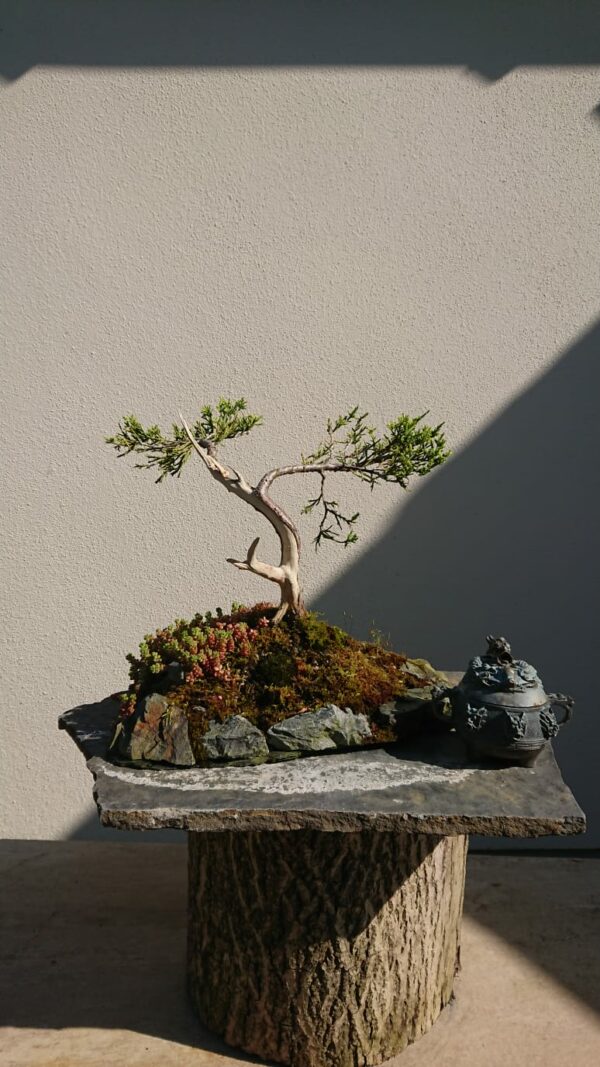 Juniper with Dead Wood on a Stone - Miniature Bonsai Collection