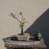 Salix cinerea in a White Pot - Miniature Bonsai Collection - Salix cinerea in a White Pot