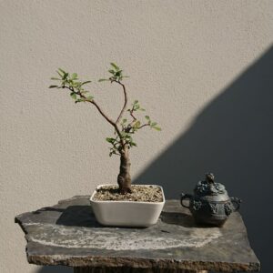 Salix cinerea in a White Pot - Miniature Bonsai Collection