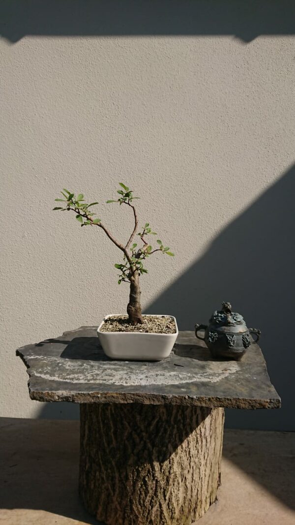 Salix cinerea in a White Pot - Miniature Bonsai Collection