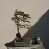 Taxus baccata Fukinagashi Style in a Grey Pot - Miniature Bonsai Collection - Taxus baccata Fukinagashi Style