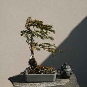 Taxus baccata Fukinagashi Style in a Grey Pot - Miniature Bonsai Collection