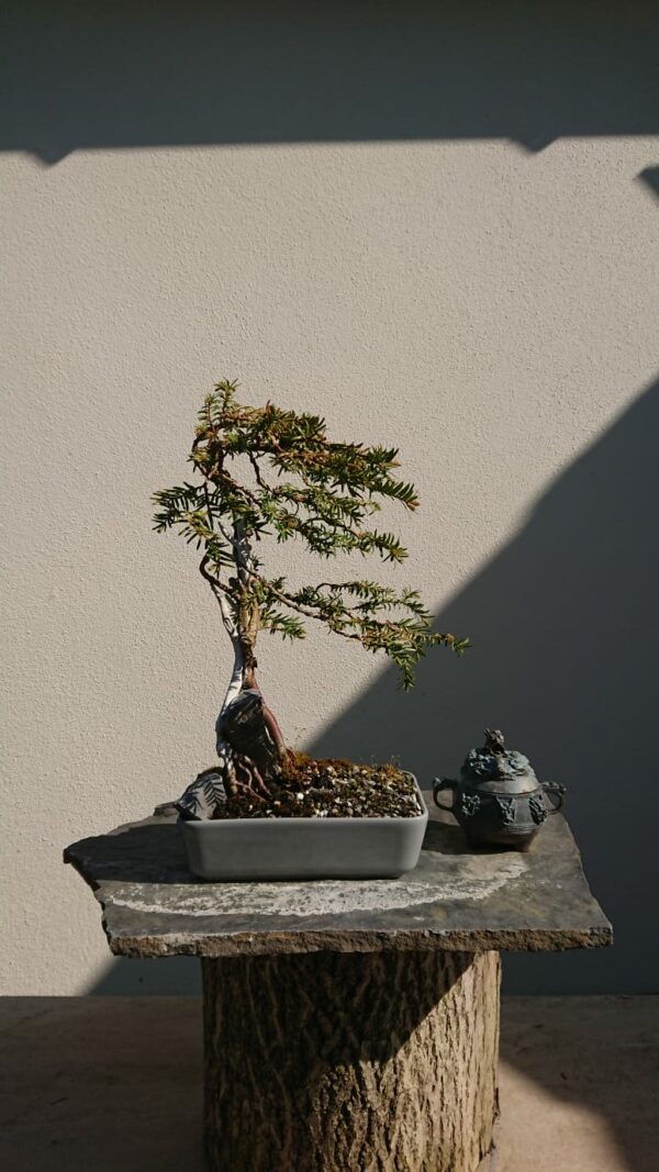 Taxus baccata Fukinagashi Style in a Grey Pot - Miniature Bonsai Collection
