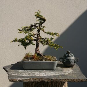 Taxus baccata in a Grey Pot - Miniature Bonsai Collection