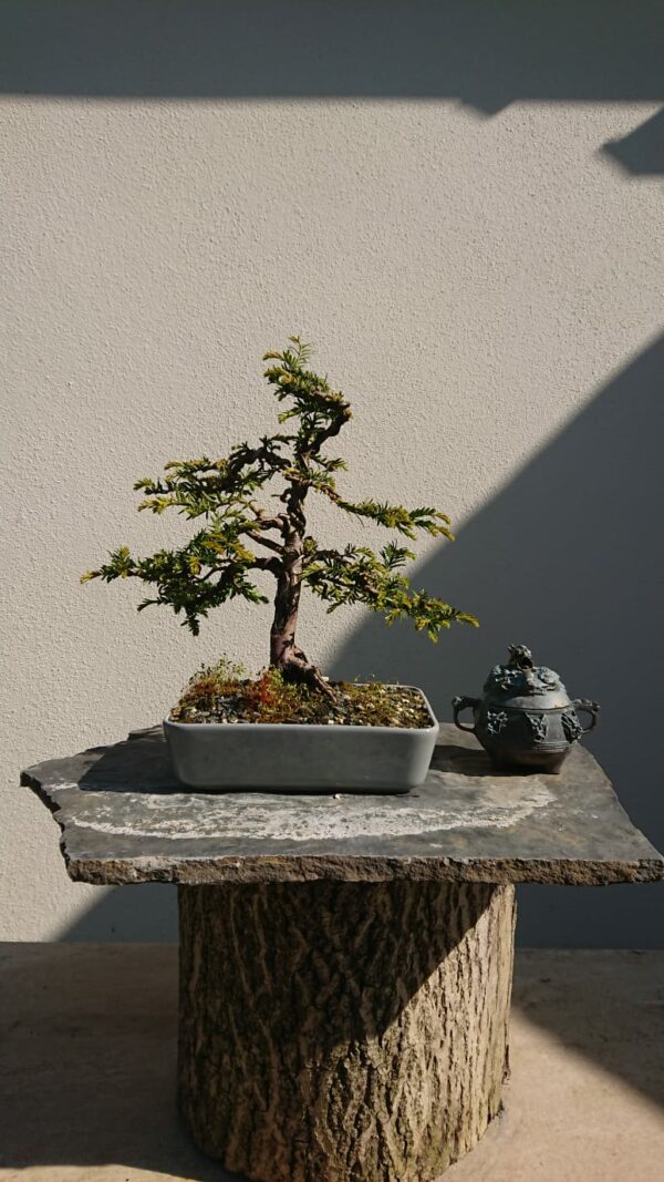 Taxus baccata in a Grey Pot - Miniature Bonsai Collection