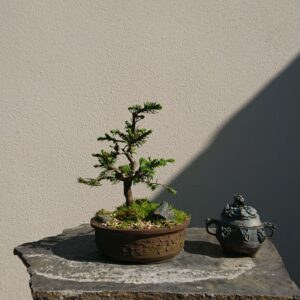 Abies nordmanniana in a Brown Pot - Miniature Bonsai Collection